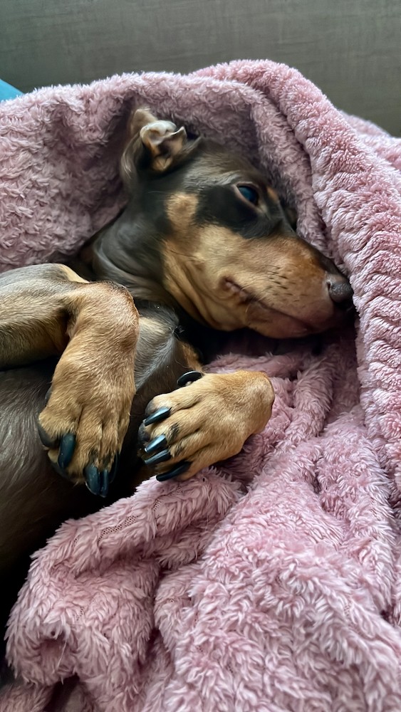 happy puppy portrait