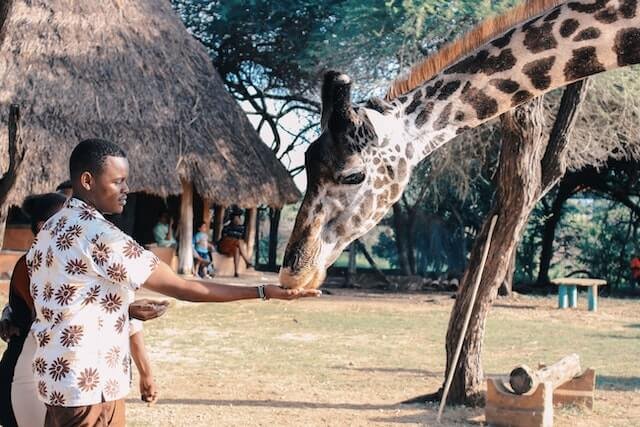 safari business in Kenya (1)