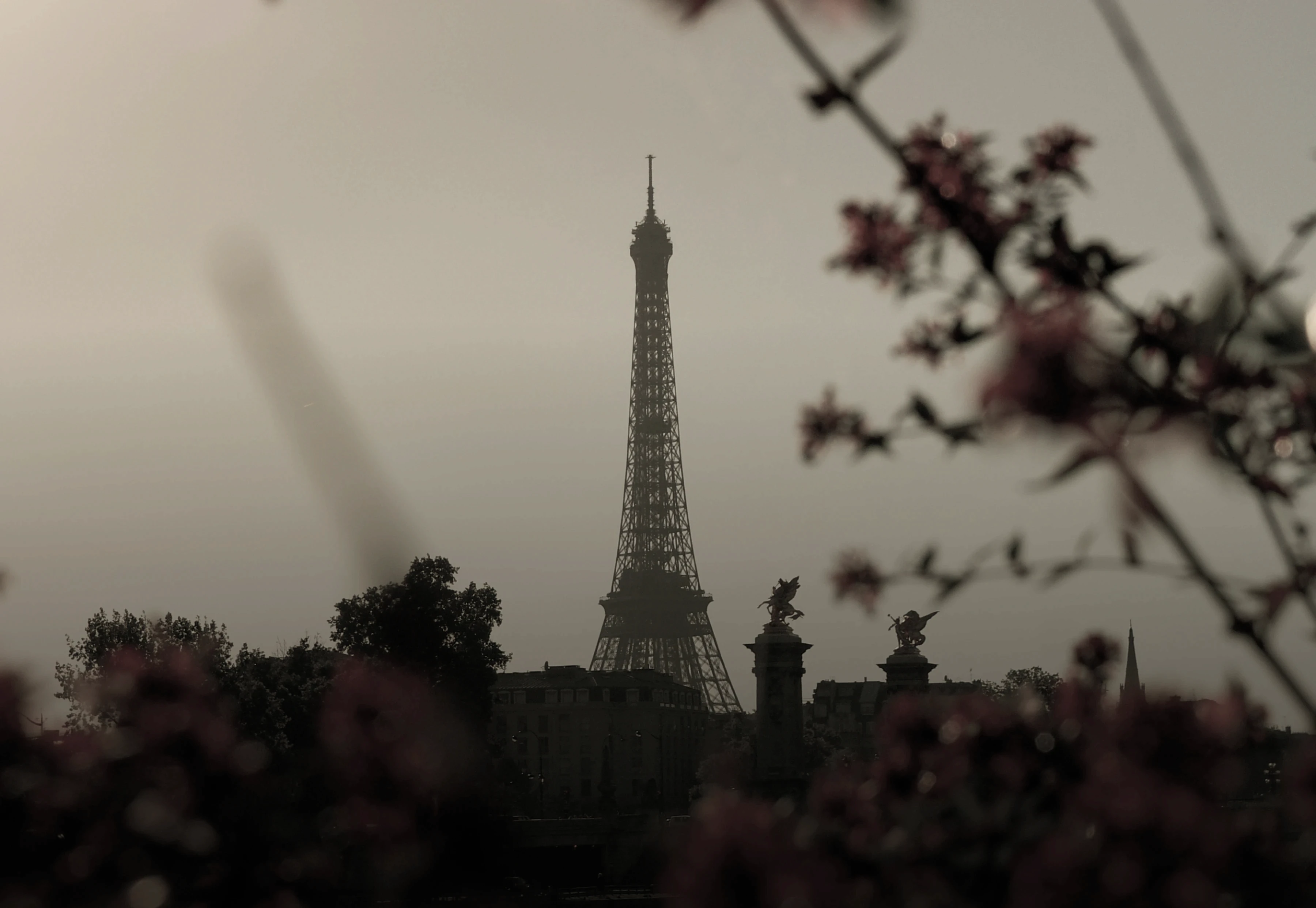 Silhouette of the Eiffel Tower on a misty morning, framed by soft branches and blossoms, evoking a calm and elegant Parisian atmosphere.  
