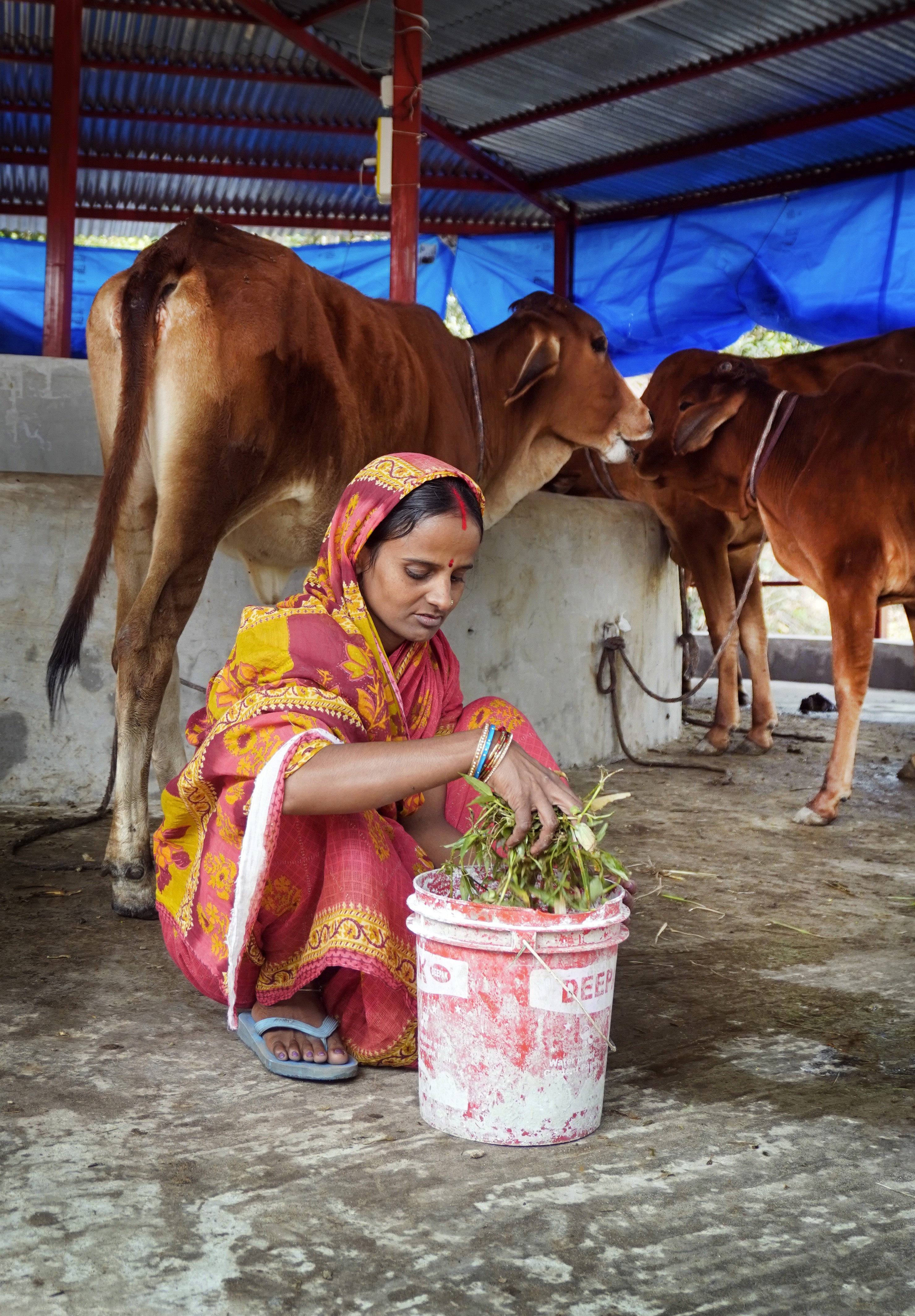 Cow With Lady Farmers Gomini