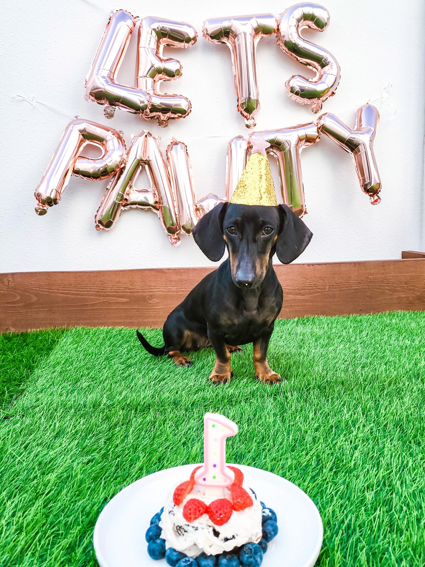 happy doggy at doggy doggy home dubai boarding