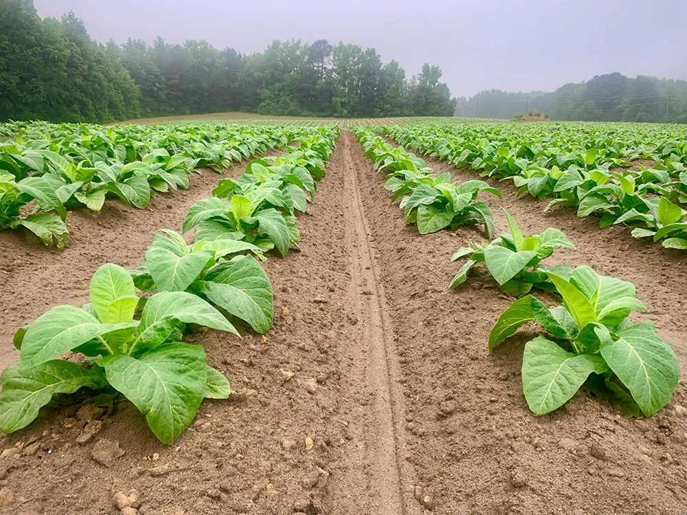 Tobacco leaves.