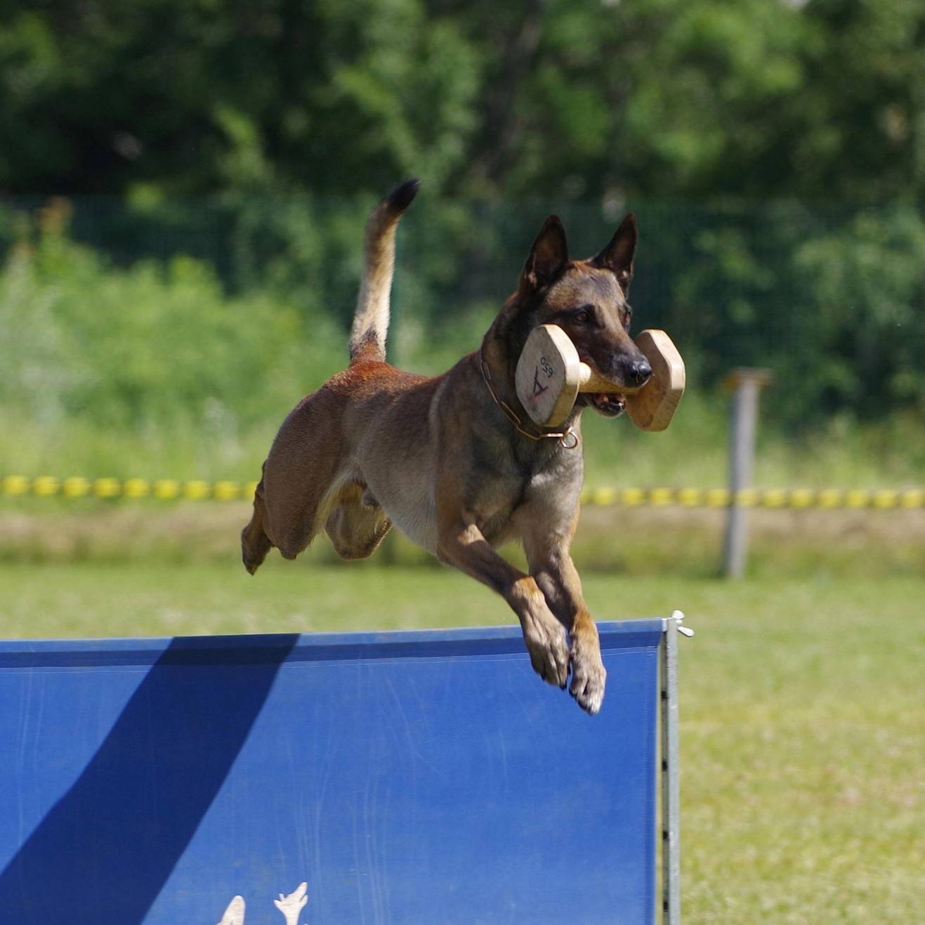 Belgian Malinois Breed History