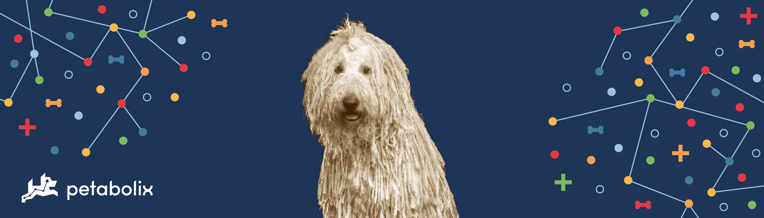 Komondor image