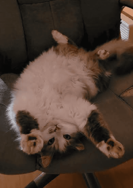 A picture I took of my cat (Sticky) on a chair while he was upside down, so he looks pretty funny.