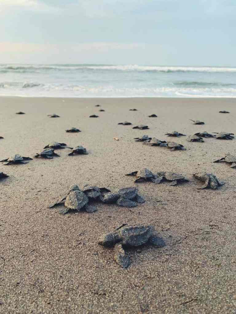 baby turtles on a beach in costa rica