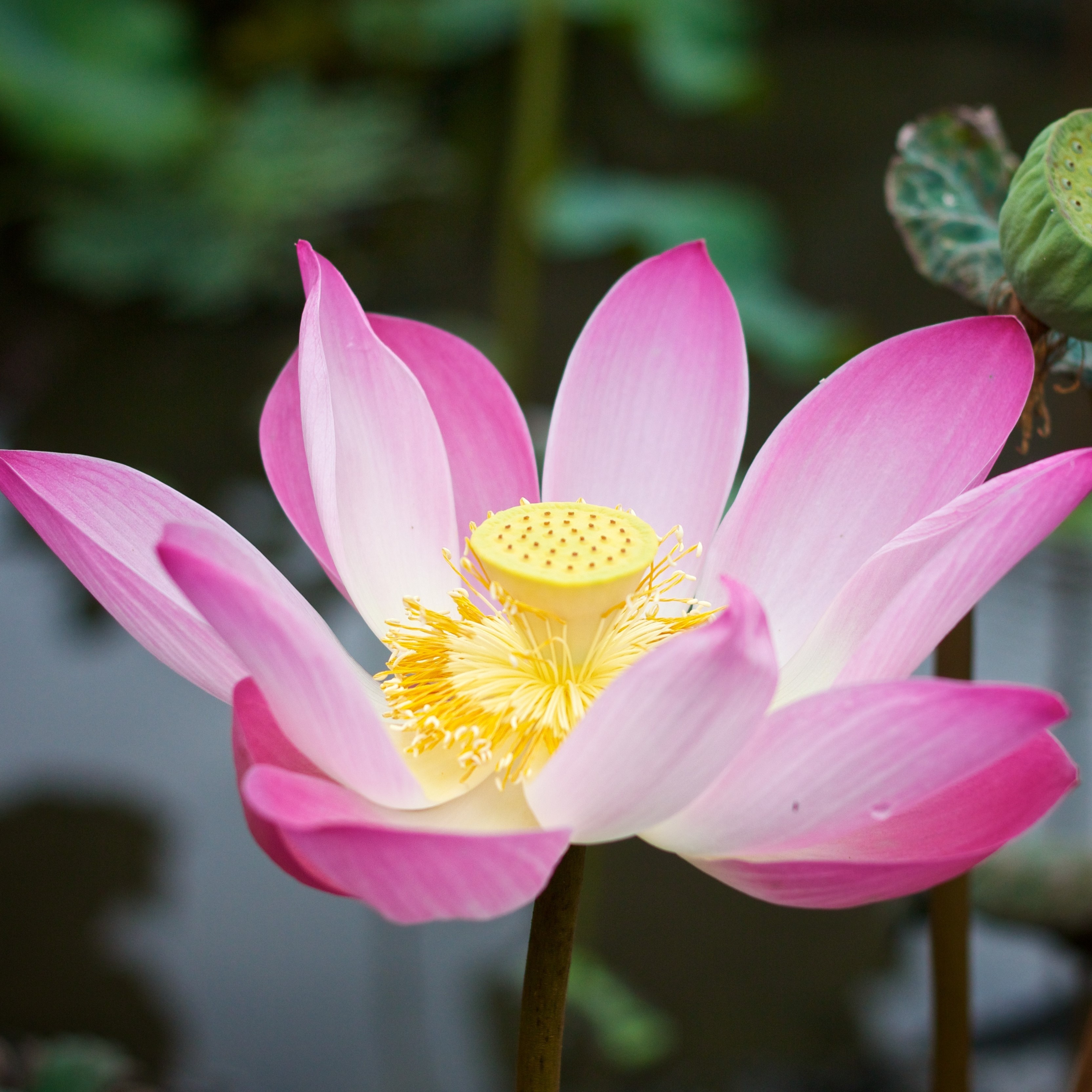 Discovering Your True Identity