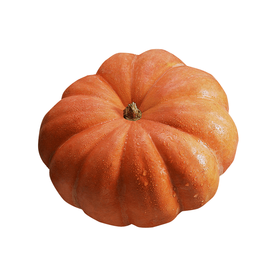 abóbora-moranga-exposição