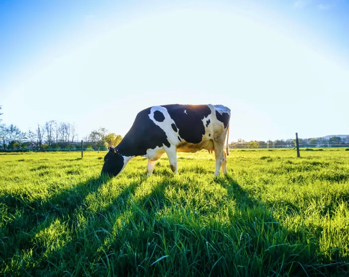 Grass fed dairy cow