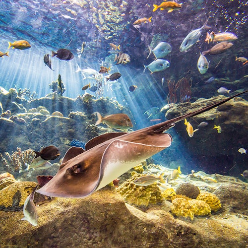 A stingray glides over coral in an aquarium, surrounded by various fish and underwater plants with light rays shining through the water.