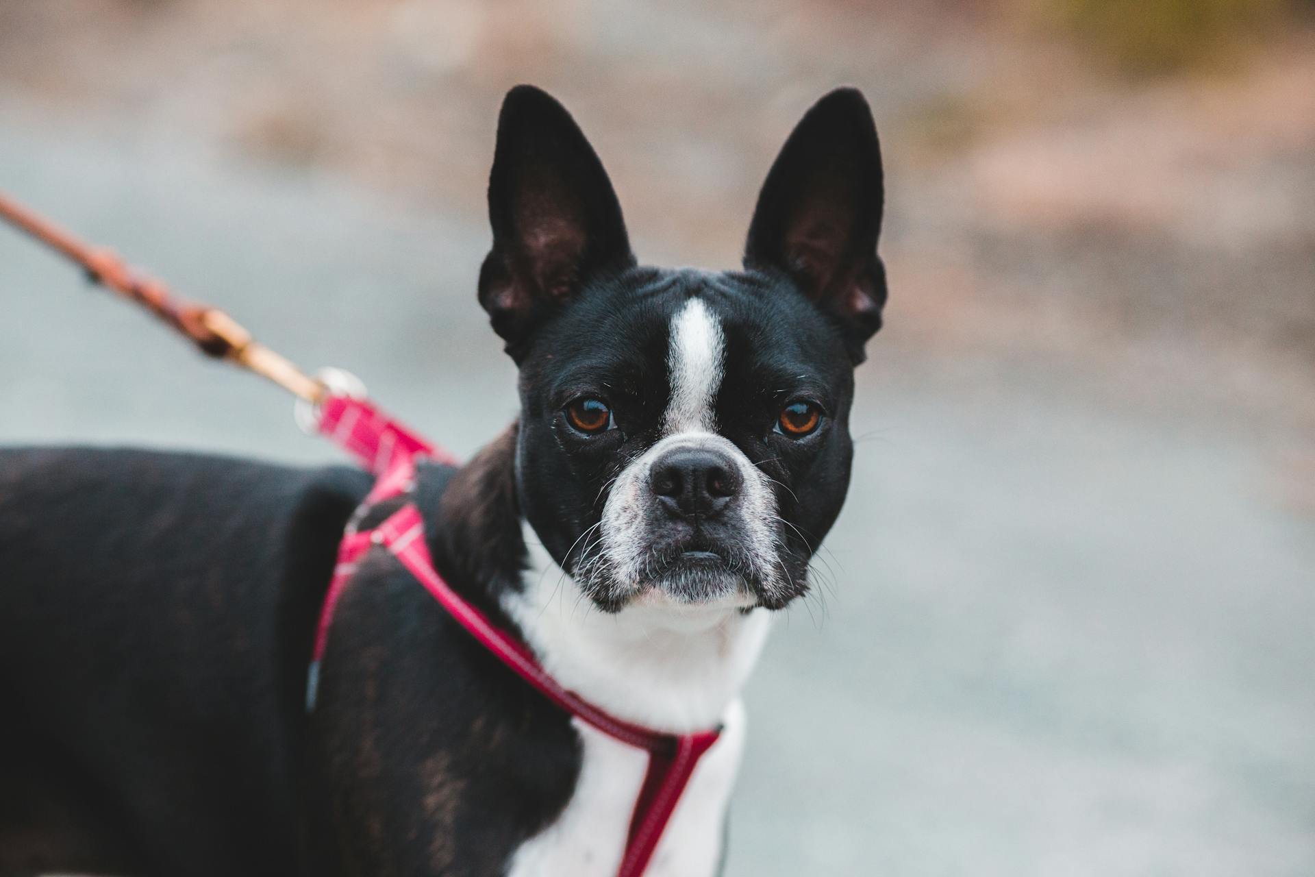 A dog is looking straight while wearing a red harness and leash.