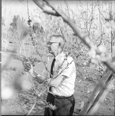 Agrónomo norteamericano de Programa de intercambio con CORFO, Rinconada de Maipú.