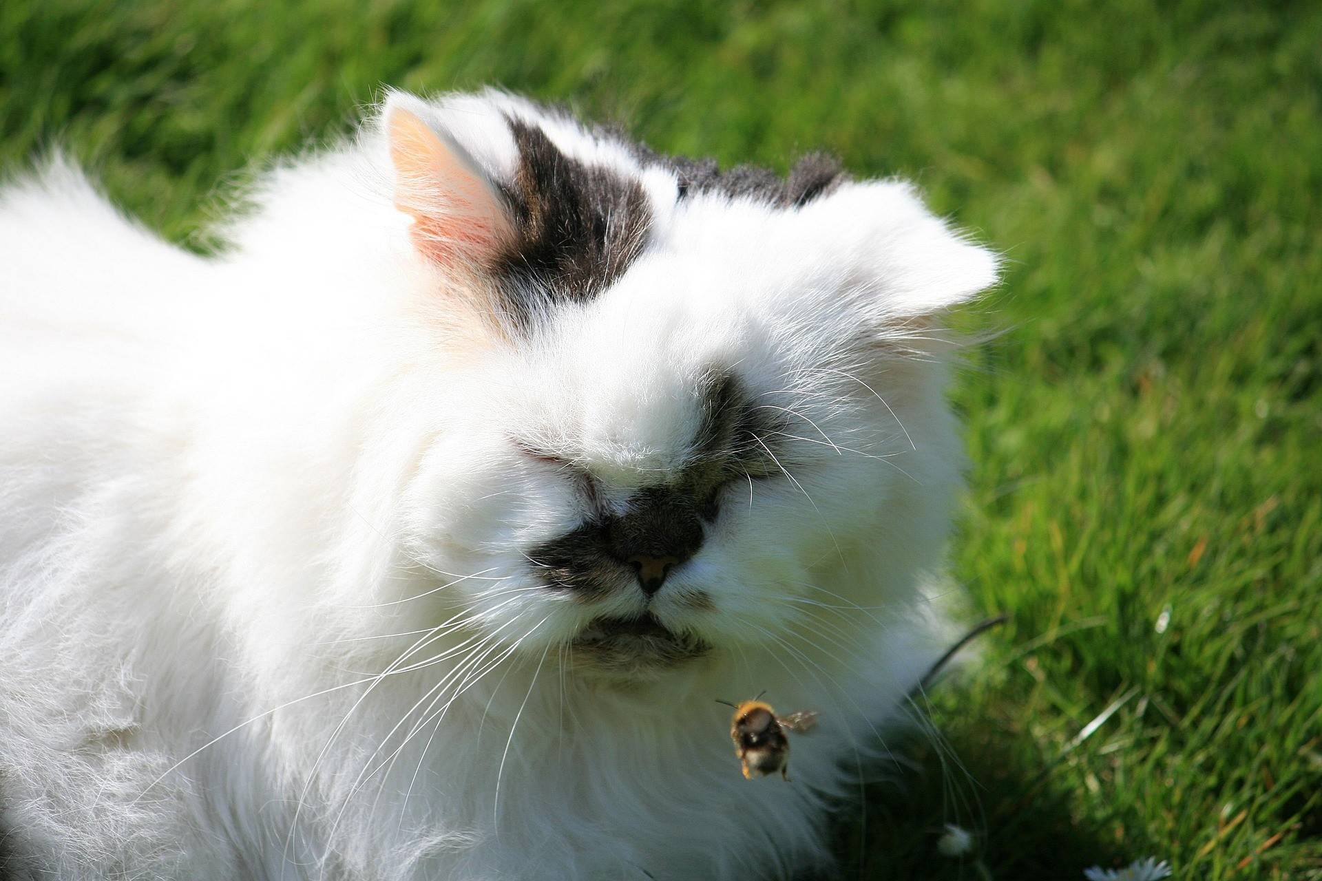 Persian Cat Diet and Nutrition