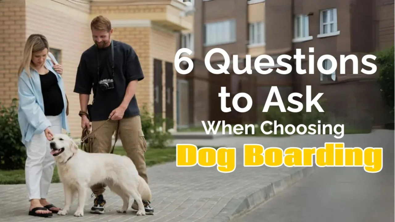 Questions to Ask When Choosing Dog Boarding