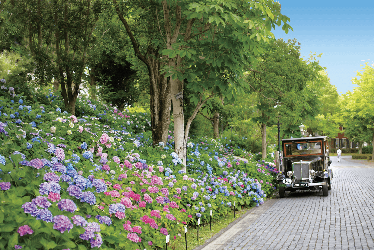 Hydrangeas at Huis Ten Bosch in Nagasaki