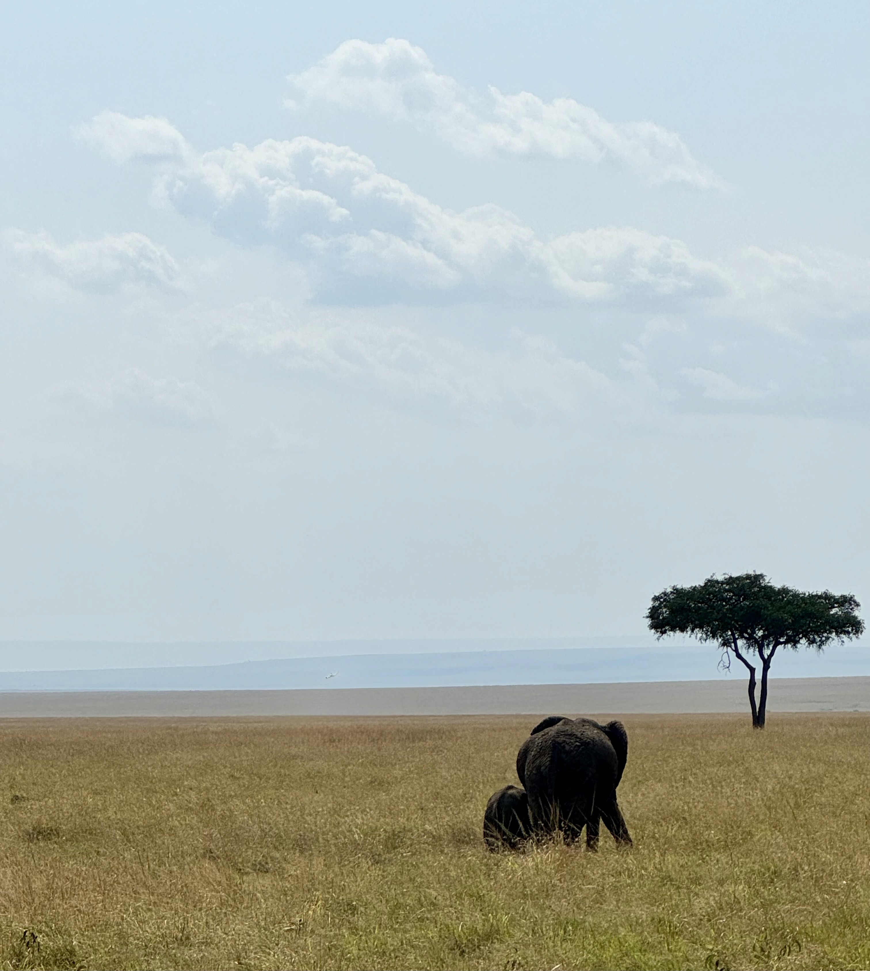 The mother-baby bonding in Mara