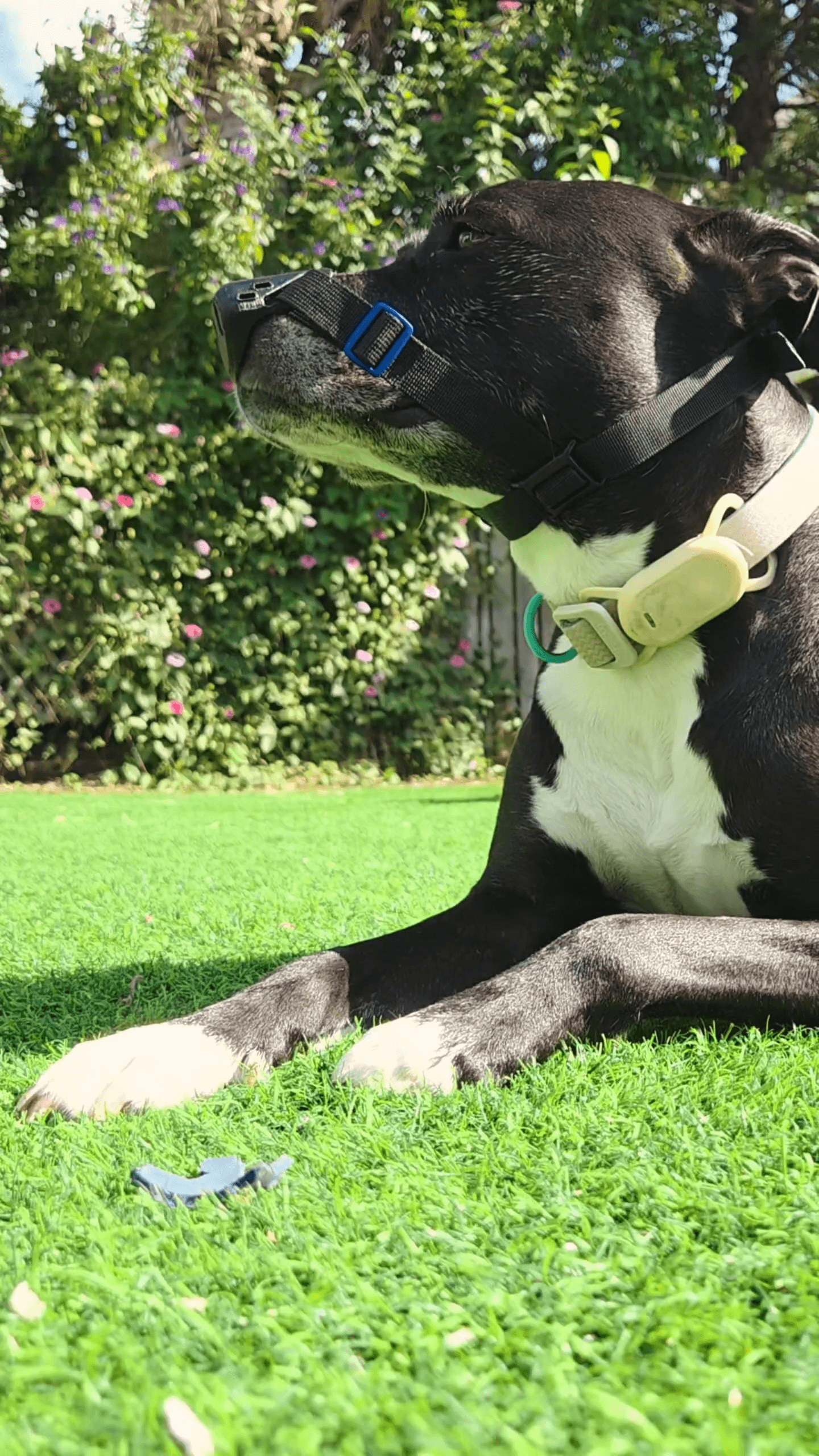 Dog with nose protector DLE