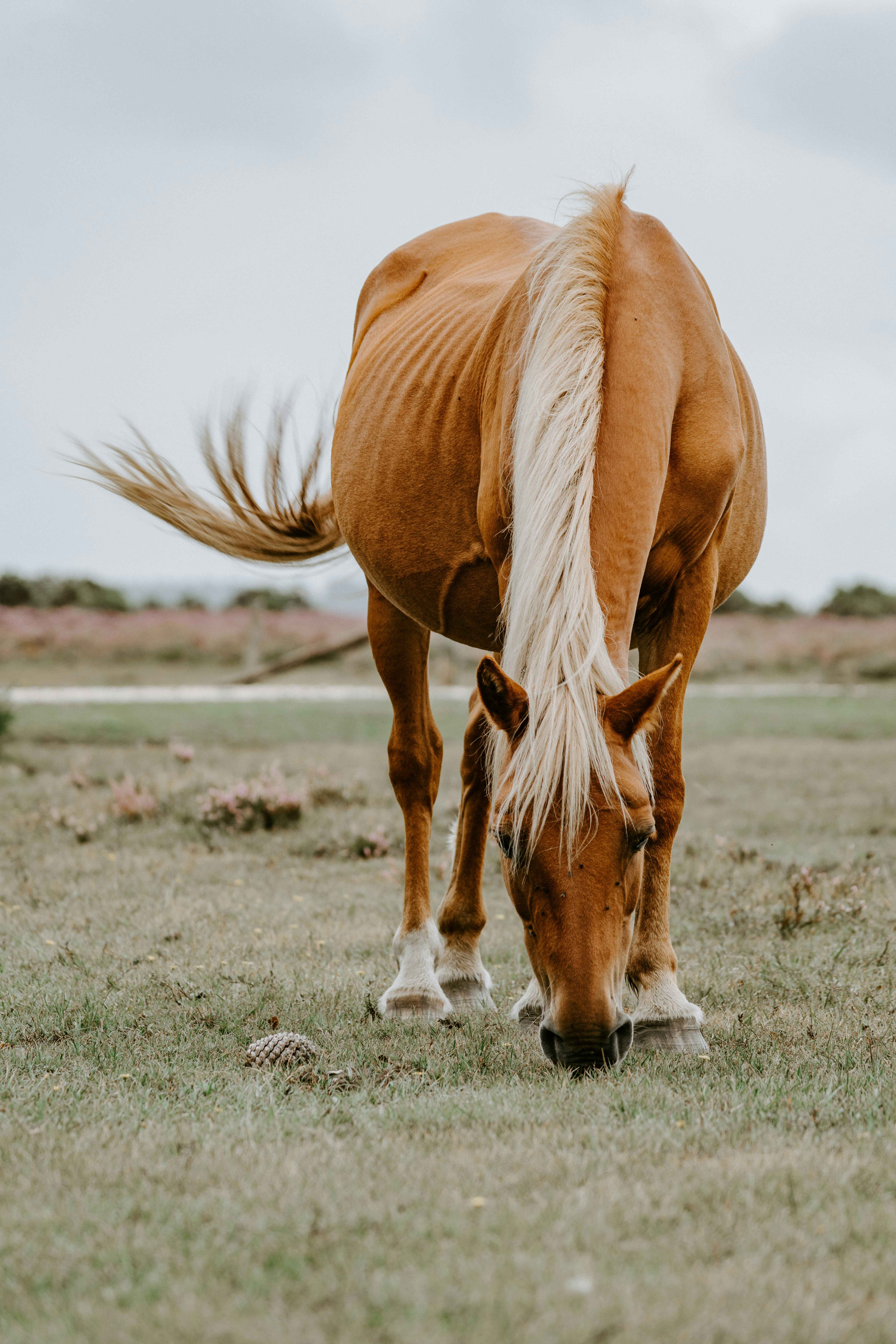 Stable Grazer image of a horse