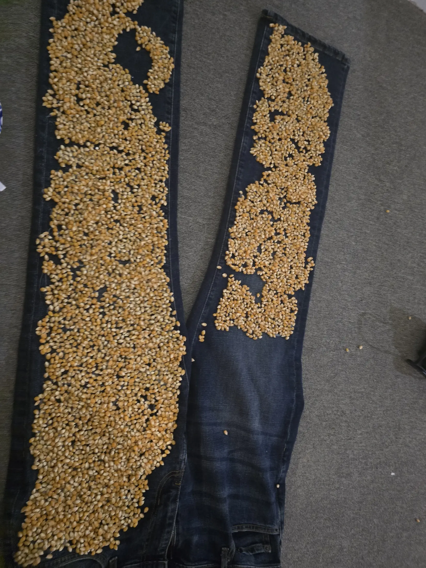 Vertical production photograph of Father Pop's blue denim trouser legs, with one leg densely covered in unpopped popcorn kernels and the other visibly unfinished.