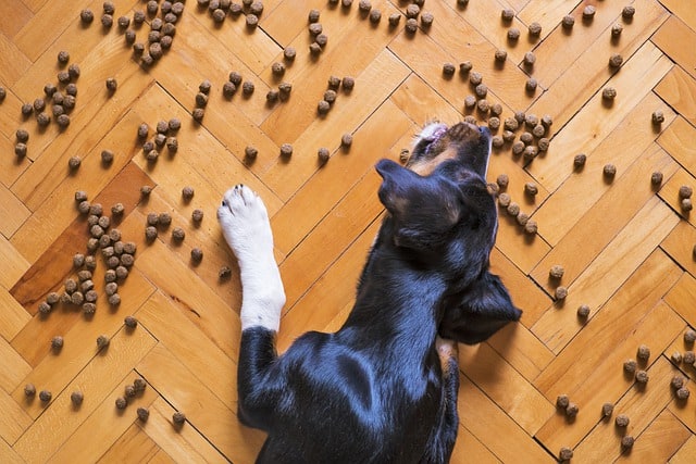 Natuurlijke eetgewoontes voor een gelukkige hond