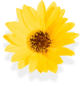 Yellow Flower