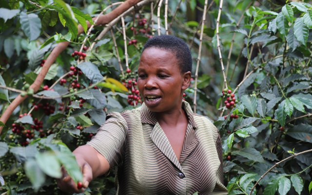 coffee farmer