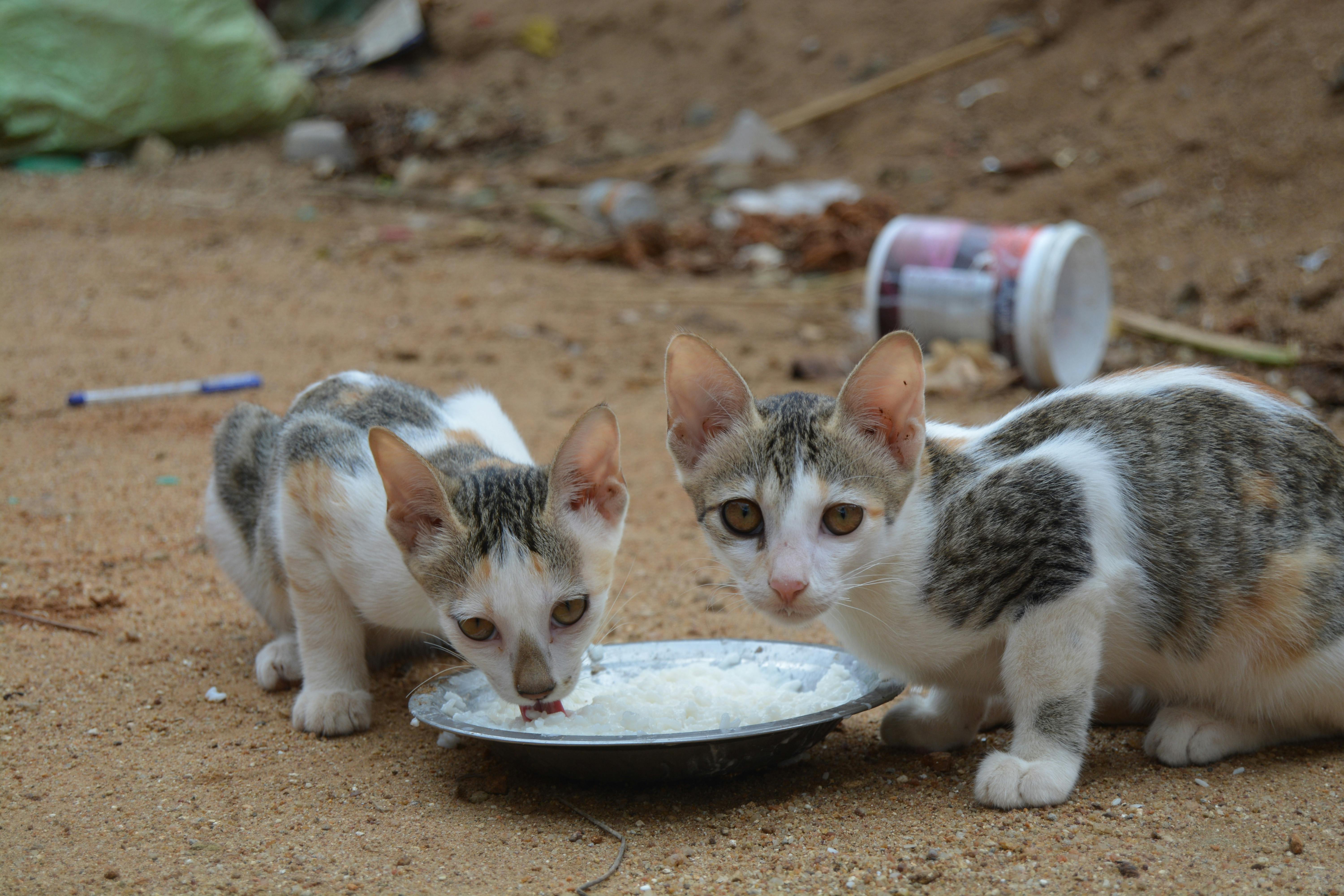 cats having food