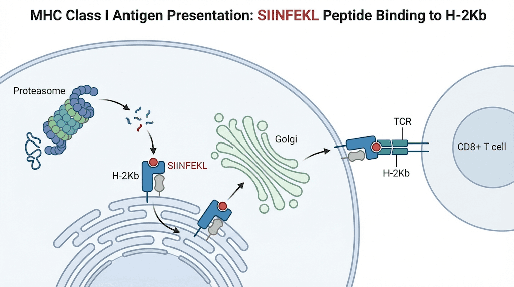 SIINFEKL peptide MHC class I presentation pathway diagram