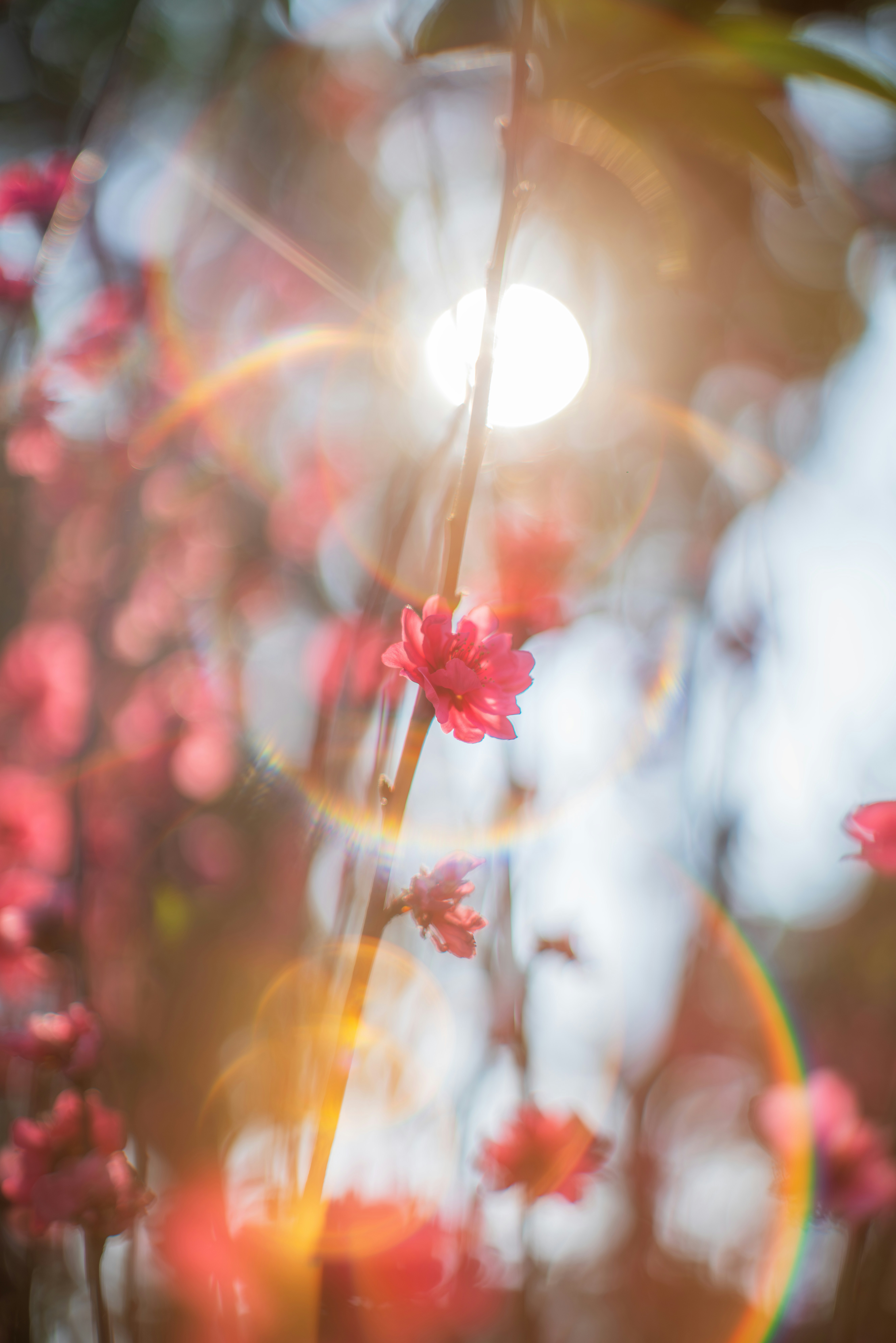 the sun shines through the branches of a tree