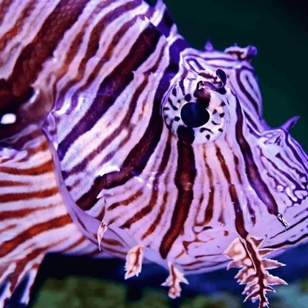 Lion Fish Hunted
