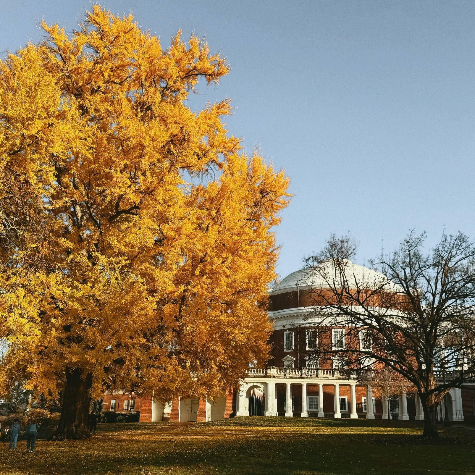 pratt gikgo tree at uva