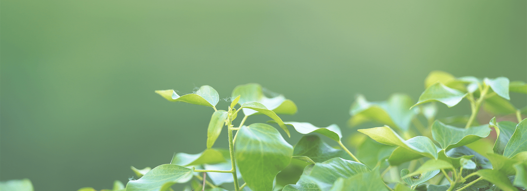 Close-up of green leaves against a soft, blurred green background, creating a calming natural scene.