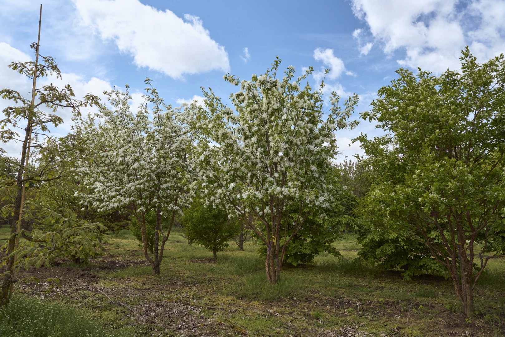 Mehrstämmiger Chionanthus retusus mit locker aufgebauter Krone und zahlreichen weißen, fransenartigen Blüten.