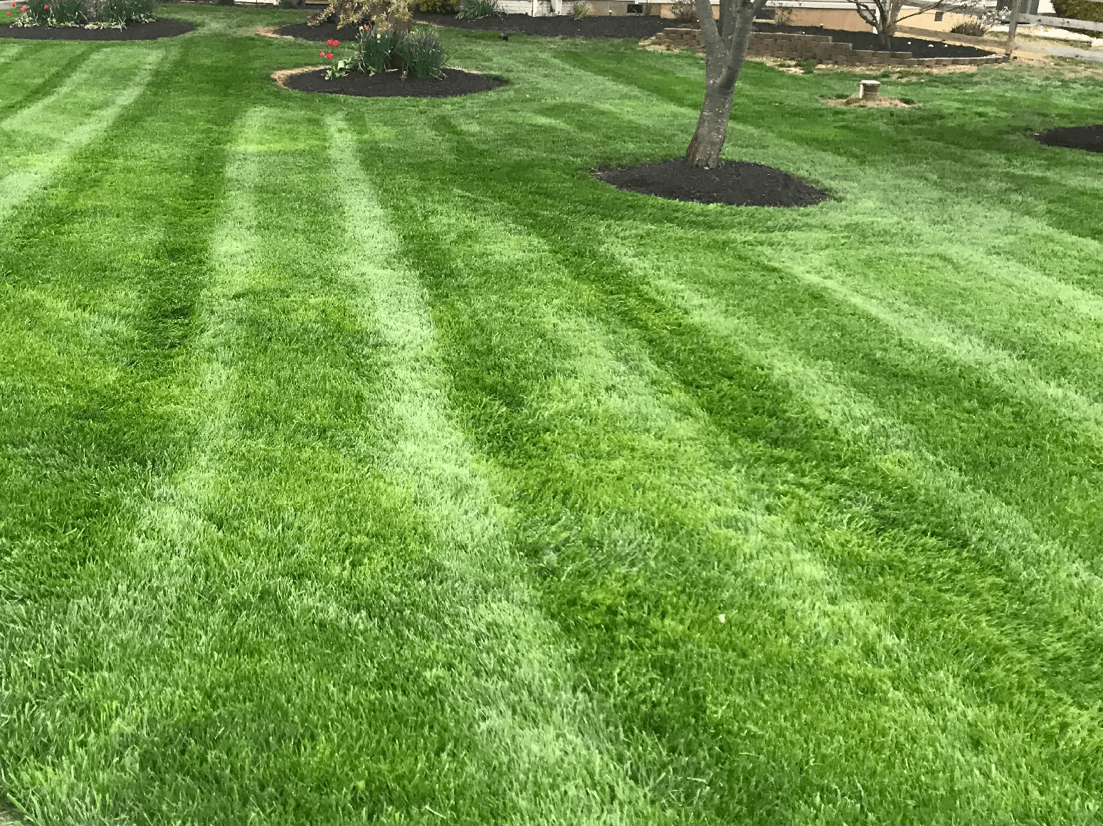 Striped lawn in Taneytown, MD