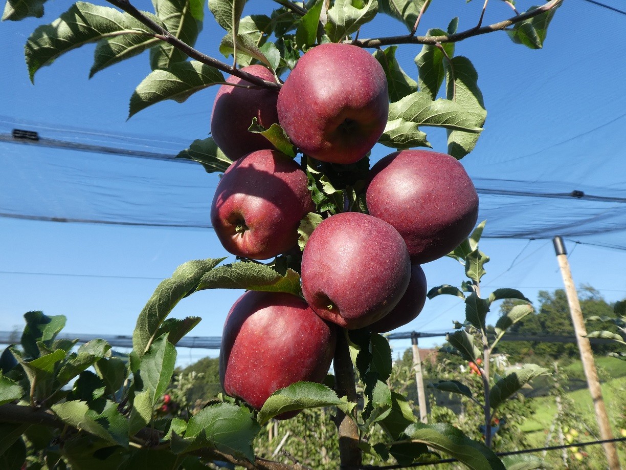 Apfel Braeburn in der Niederstamm Obstanlage