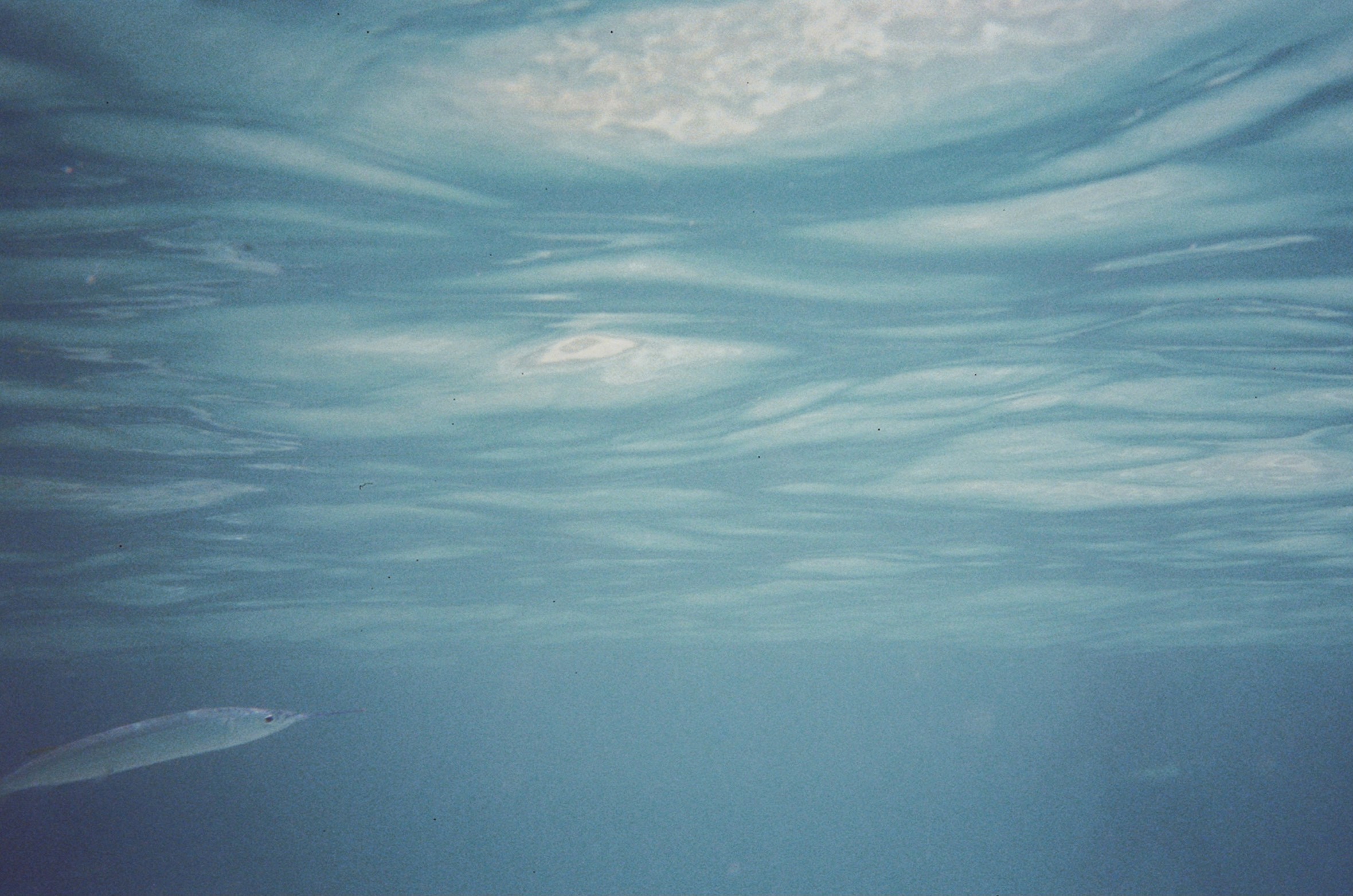 Film photo taken under the sea showing lighting through the surface and a fish swimming.