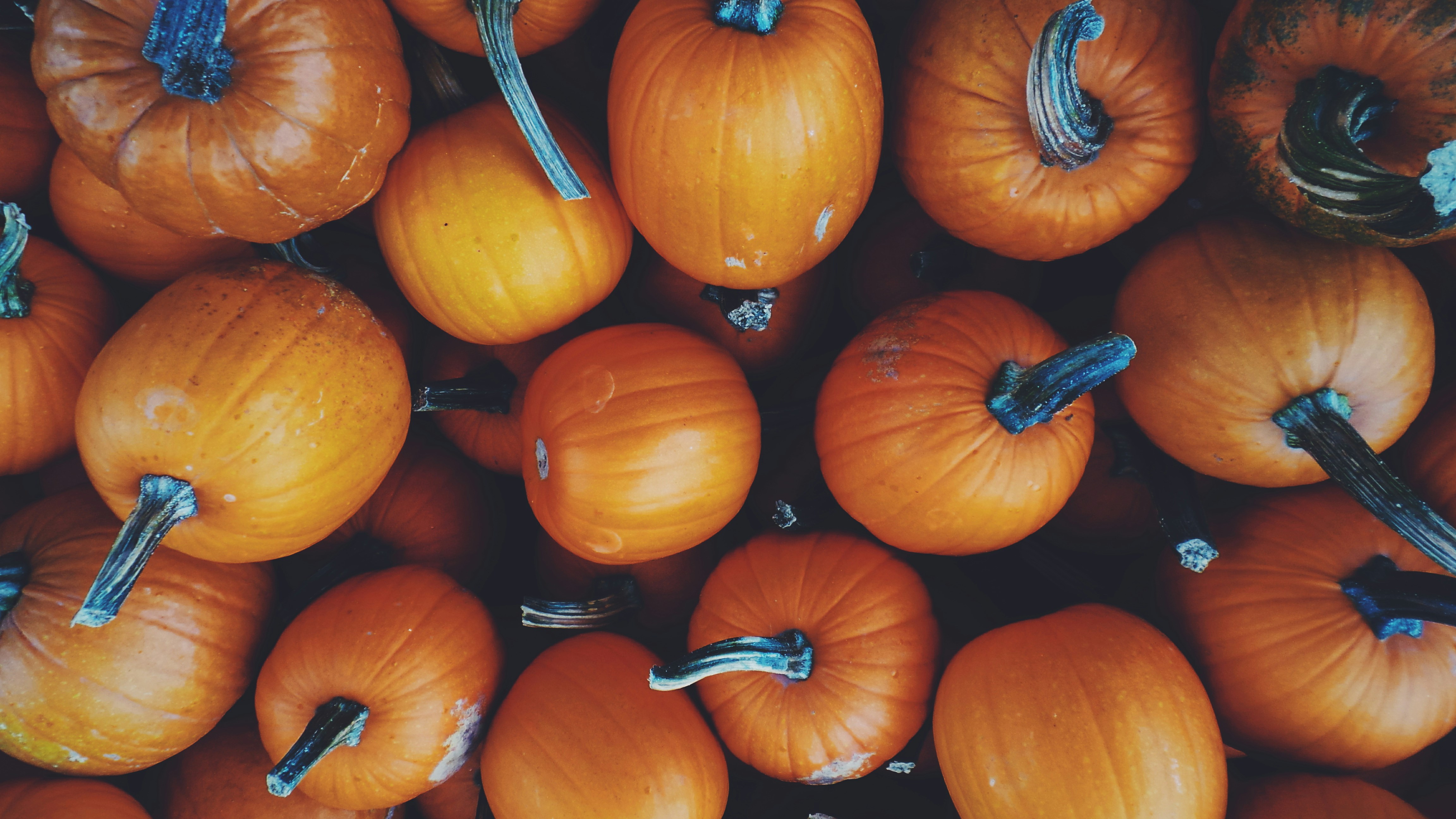 Pile of small orange pumpkins for autumn and Halloween season