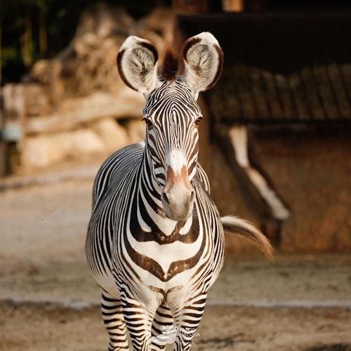 Parco Natura Viva: Ingresso com Data Aberta em Bussolengo