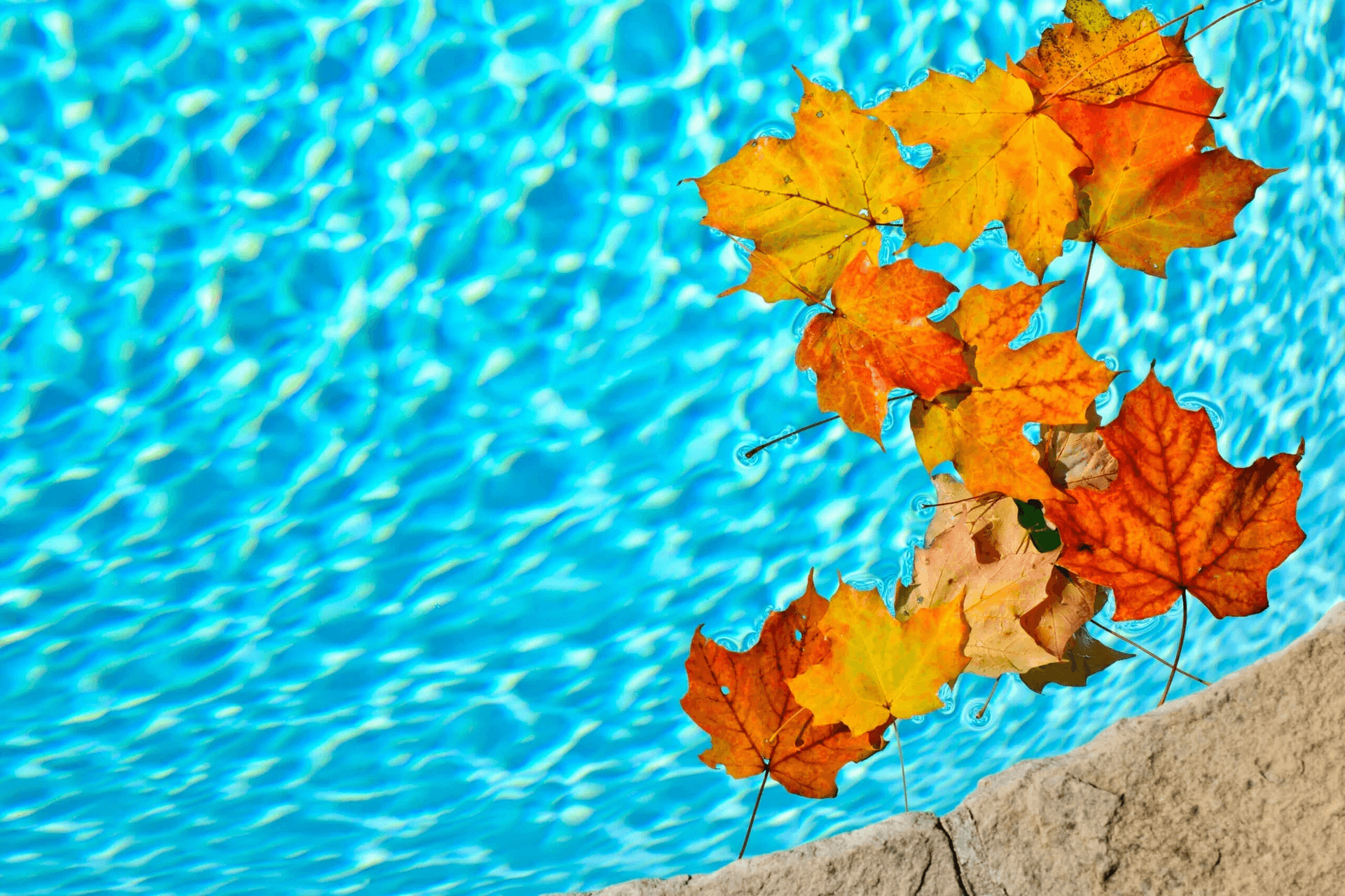 What Types of Leaves Can a Robotic Pool Cleaner Pick Up?