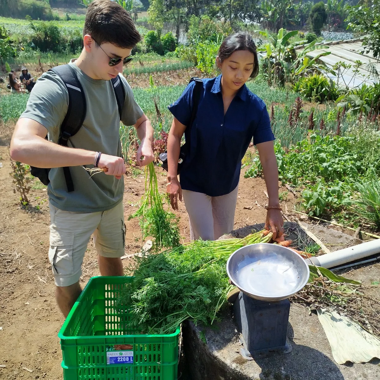 Volunteers collecting fresh carrots from a community farm
