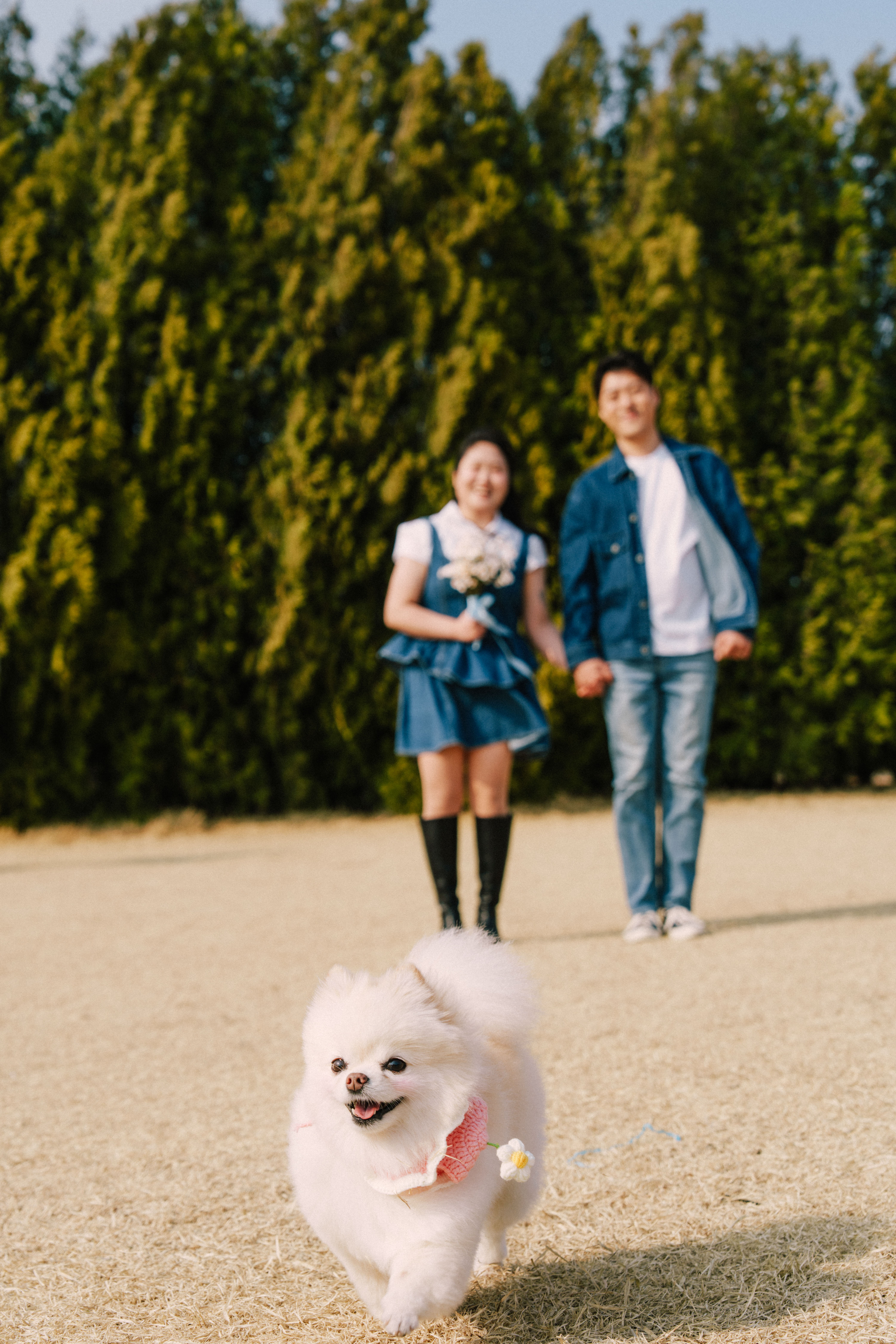 노을공원 반려견 동반 웨딩 스냅 후기 | 강아지와 함께한 무해한스냅의 자연스러운 기록