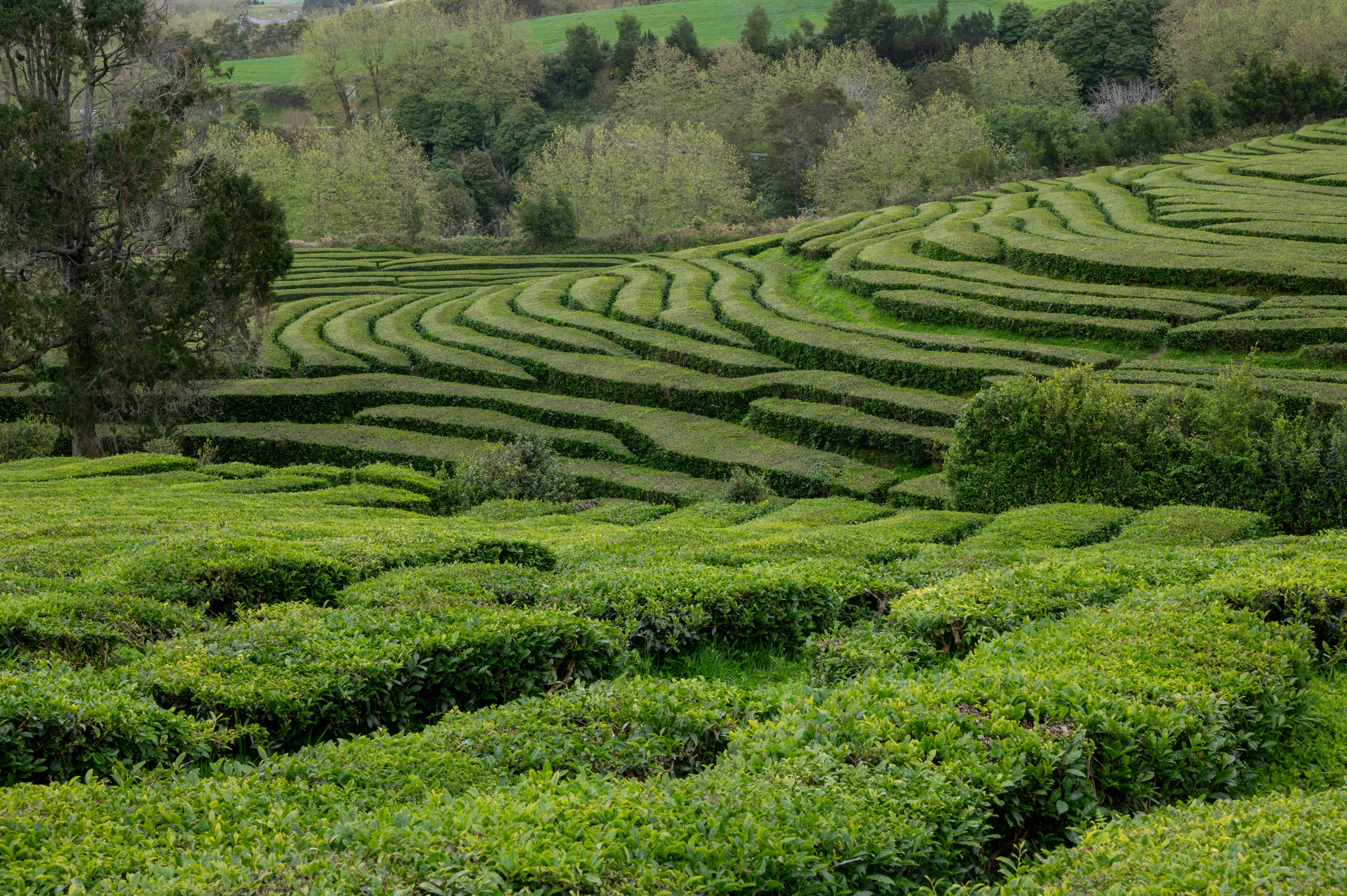 a lush green field covered in lots of trees