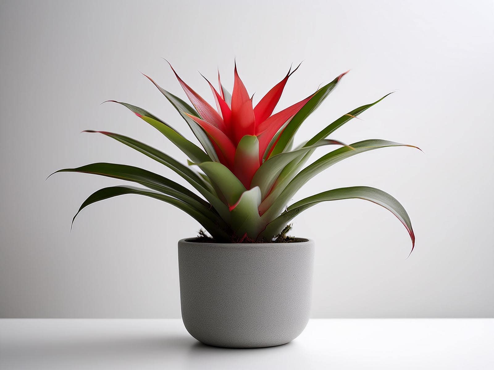 Bromeliad plant with lush foliage and tropical flair, thriving in a St. Louis office environment, maintained by Tropical Decor