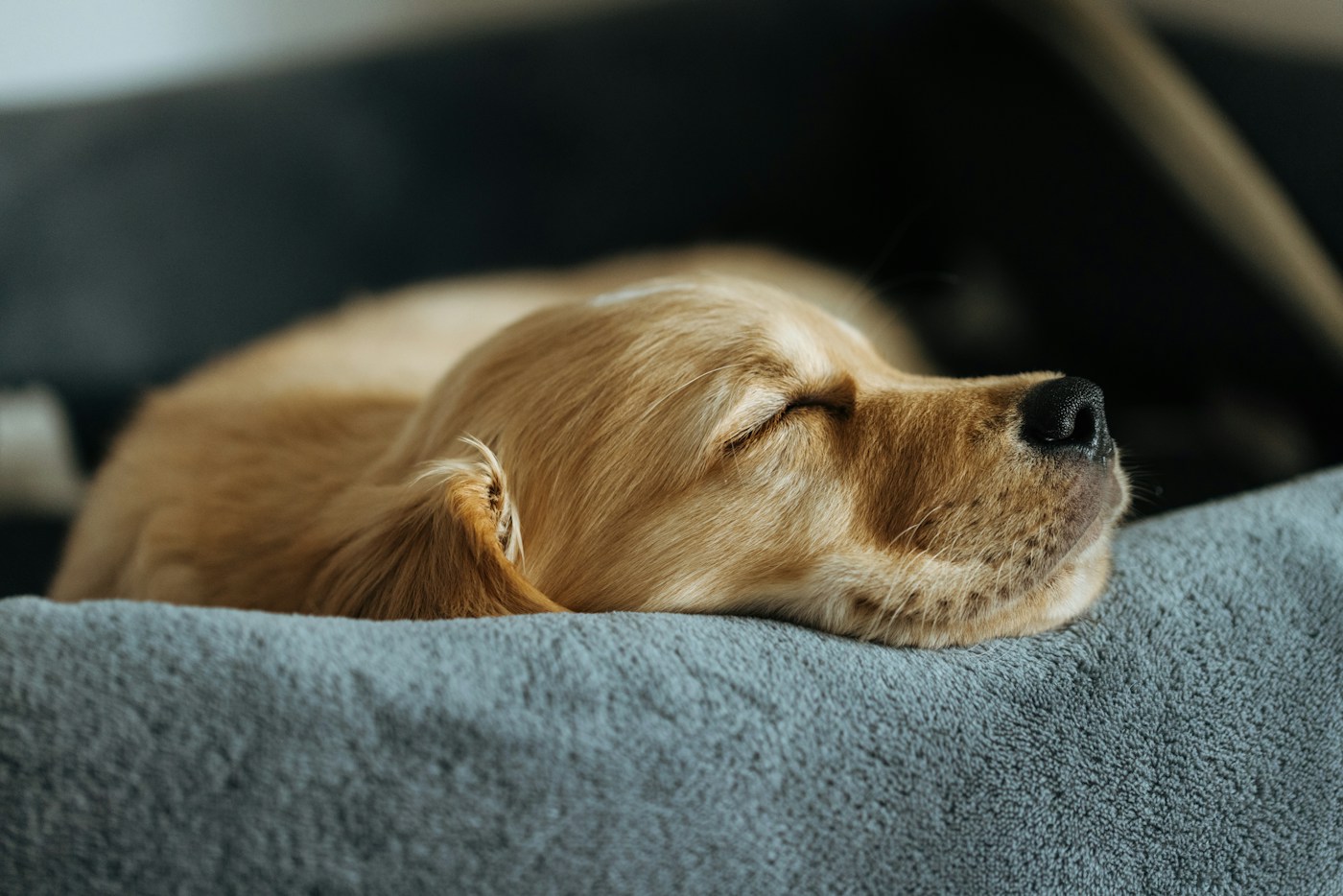 Chiot golden retriever endormi dans un couchage gris
