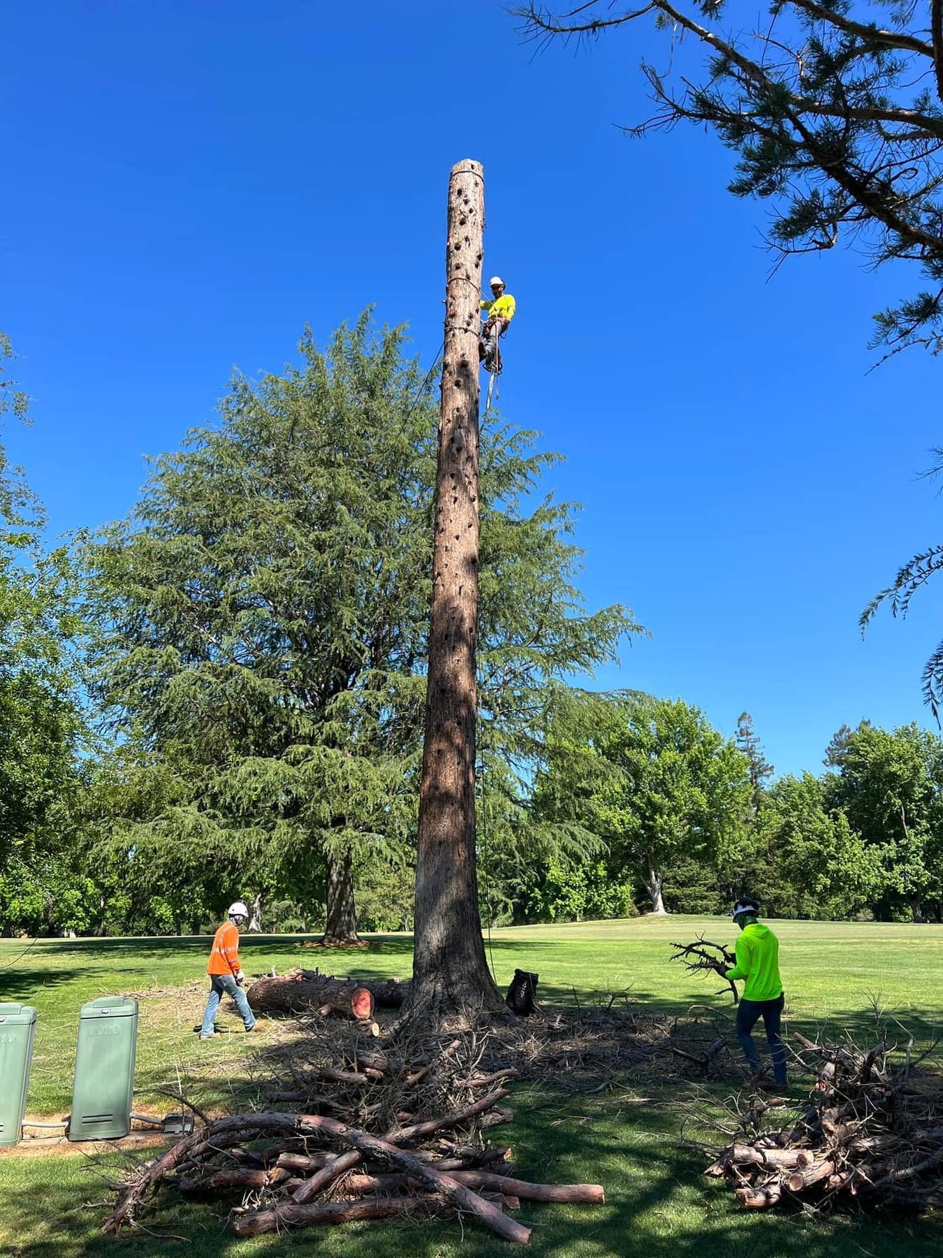 Finishing up cutting a tree.