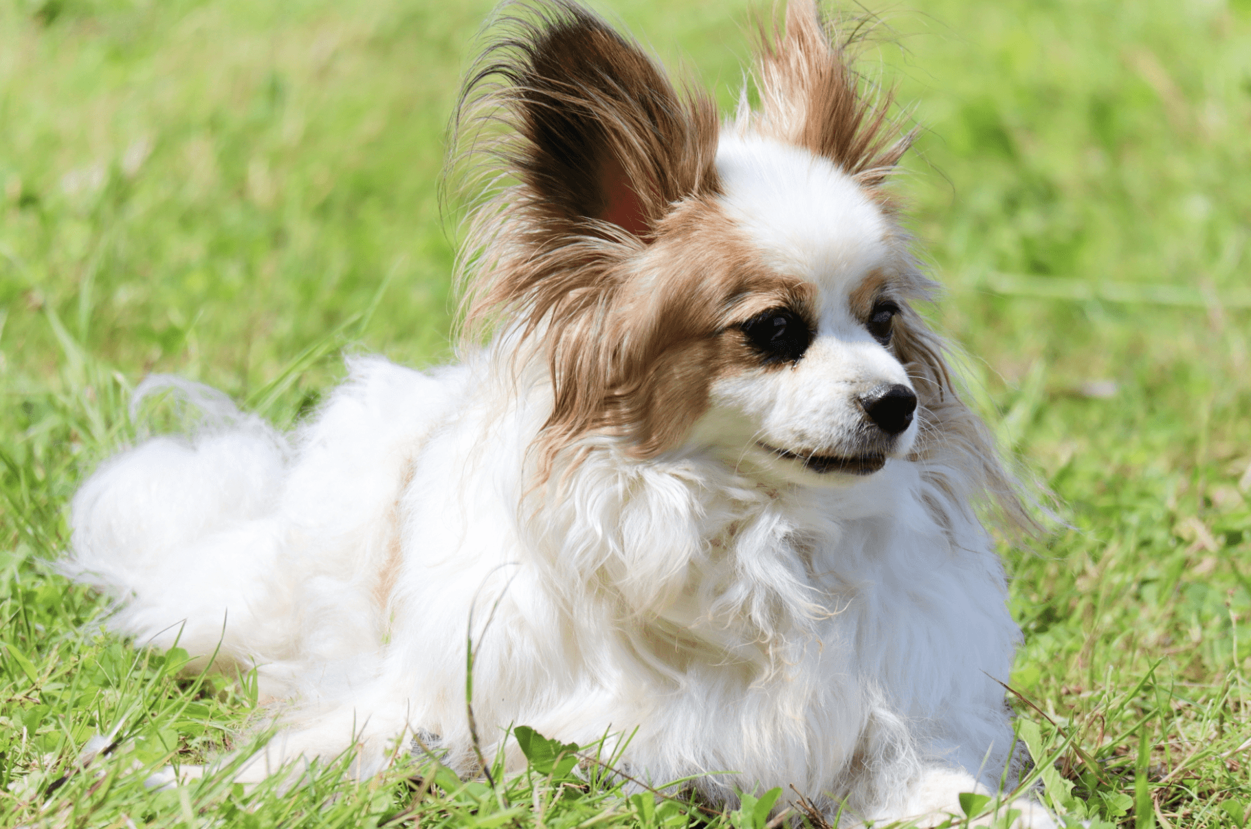 犬の皮膚糸状菌症対策:早期発見と治療法の徹底解説