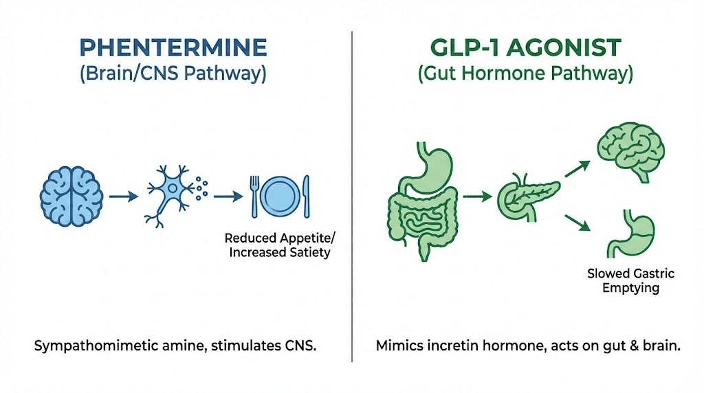 Phentermine vs GLP-1 mechanism of action comparison diagram