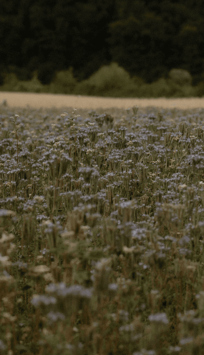 Kornfeld Gut Kragenhof Kassel