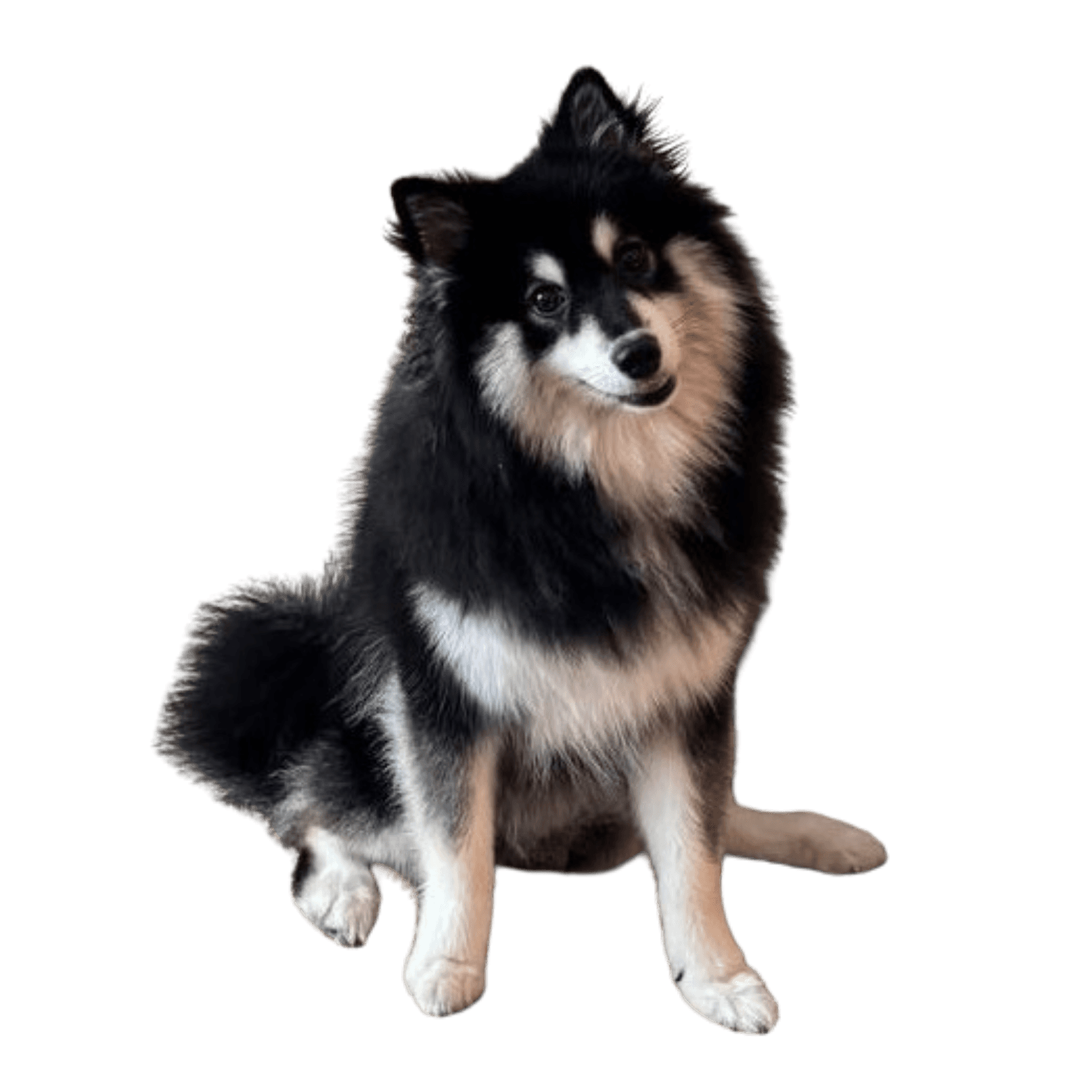 Labrador puppy (Background Removed)