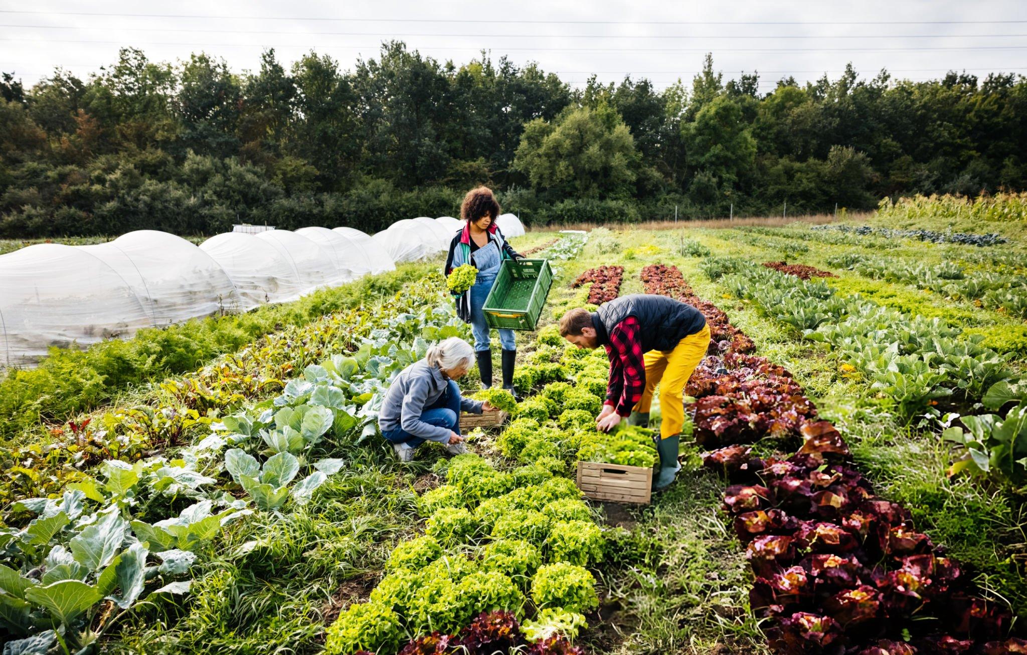 organic farming